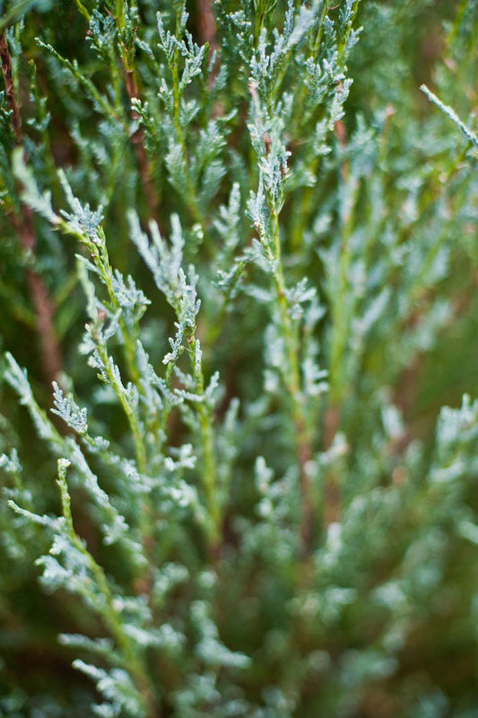 Juniper, Sky Rocket