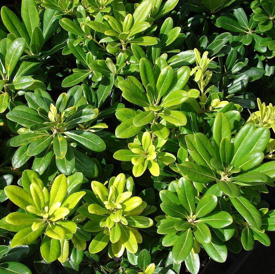 Pittosporum, Wheeler's Dwarf
