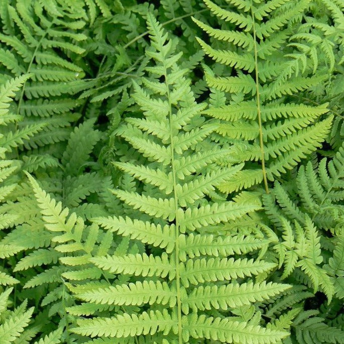 Fern, Southern Wood