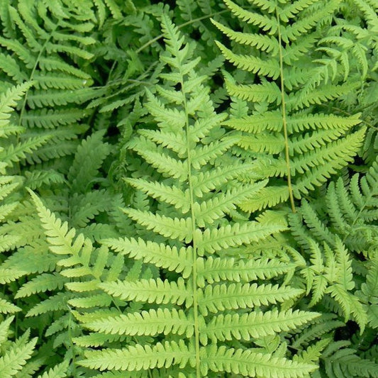 Fern, Southern Wood