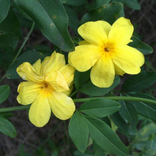 Jasmine, Winter