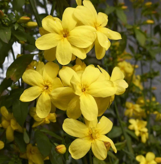 Jasmine, Primrose