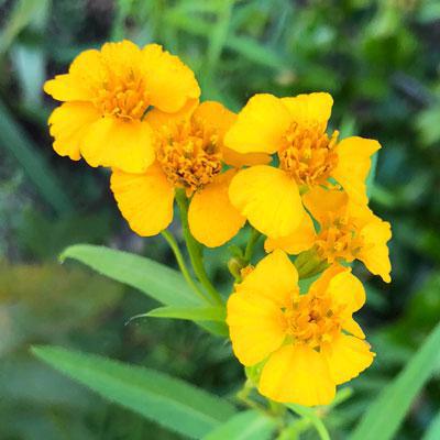 Marigold, Mexican Mint