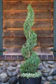 Juniper, Spiral
