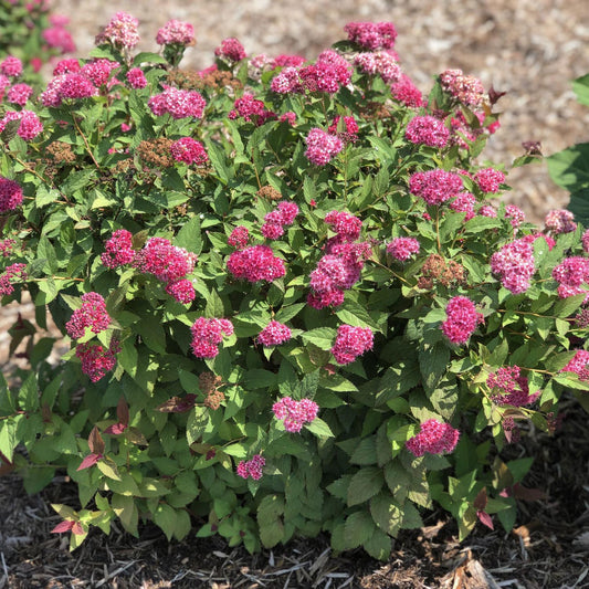 Spirea, Double Play Doozie