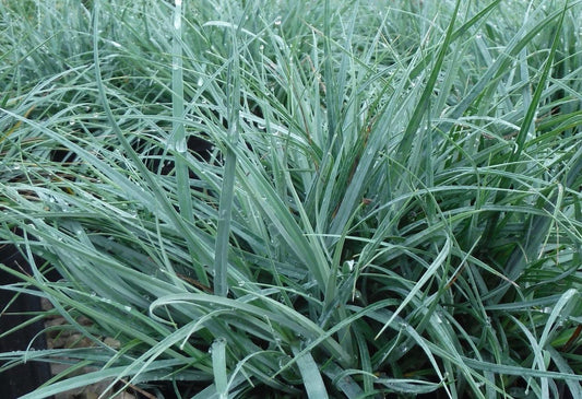 Grass, Sedge Blue