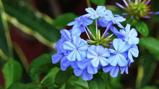 Plumbago