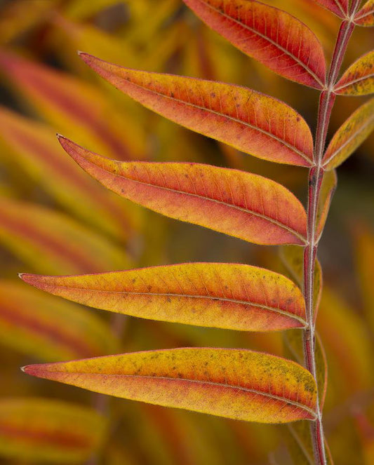 Sumac, Flameleaf