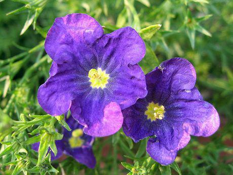 CupFlower