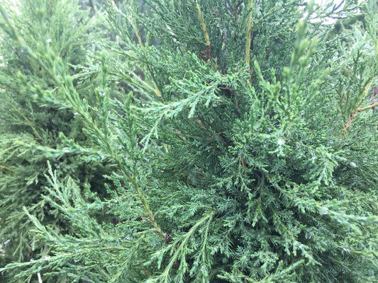 Juniper, Taylor