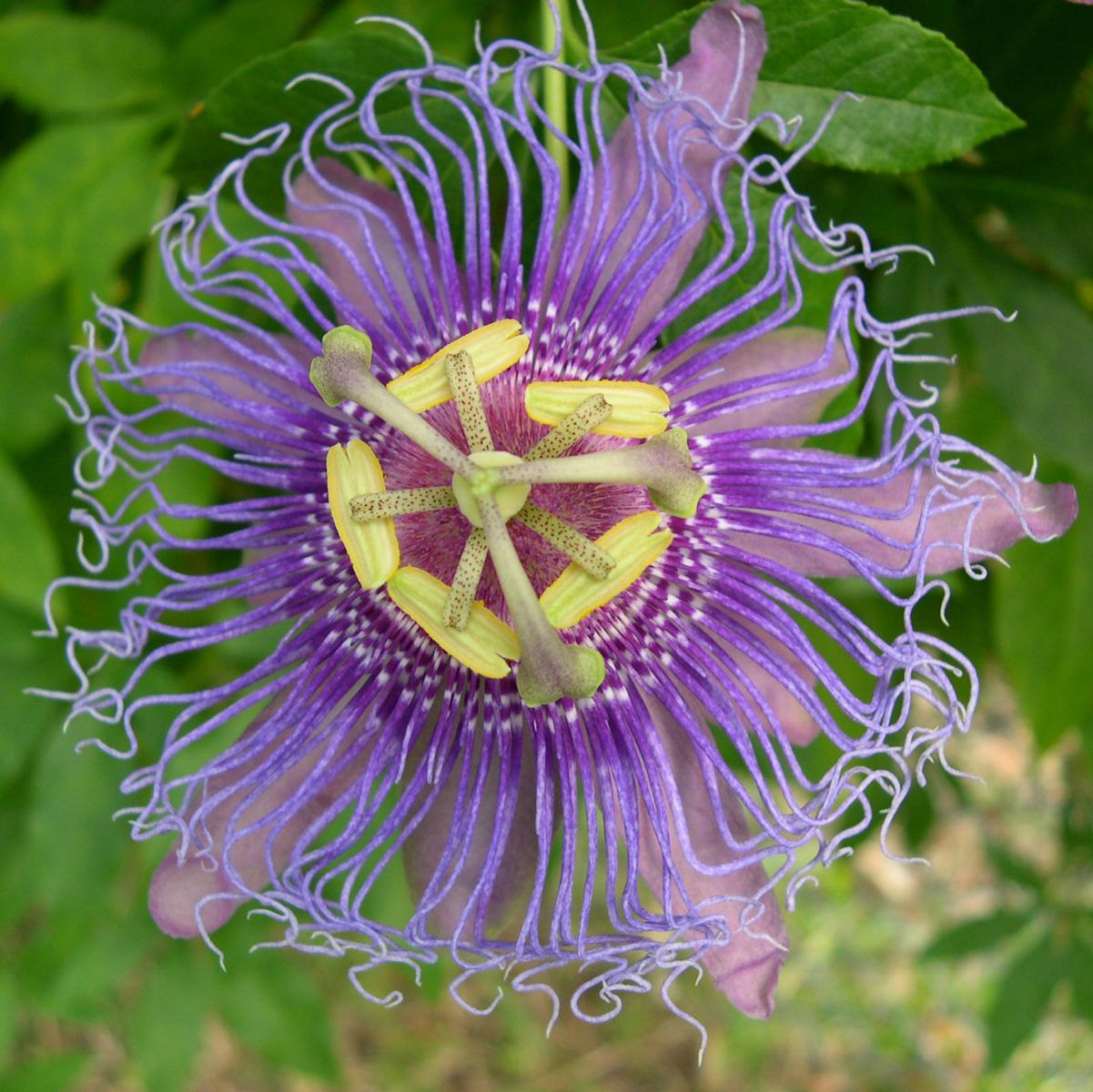 Vine, Passion