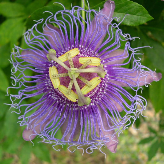 Vine, Passion