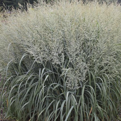 Grass, Niagara Falls 'Switch'