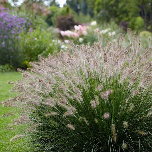Grass, Fountain Hameln