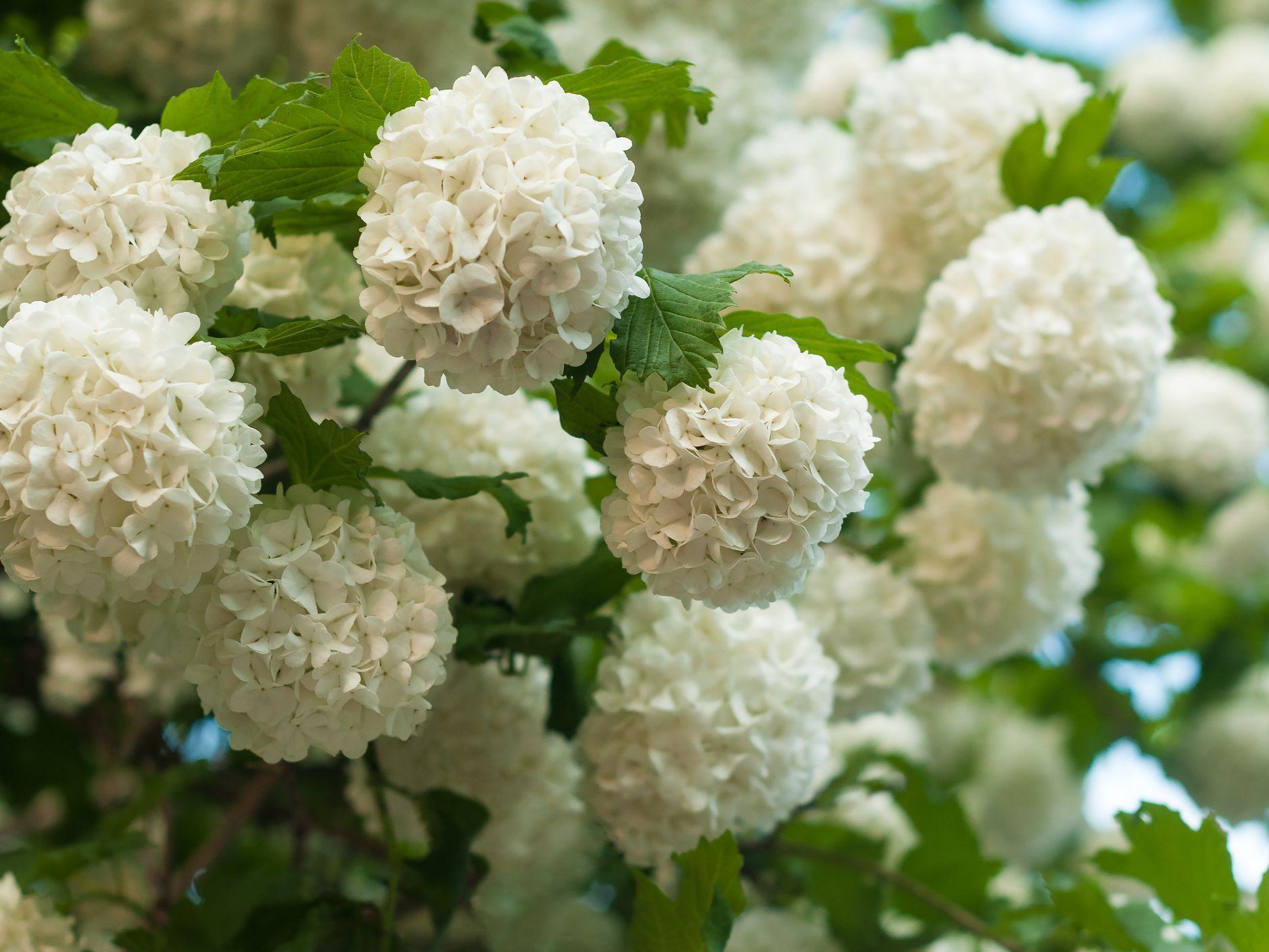Viburnum, Chinese Snowball