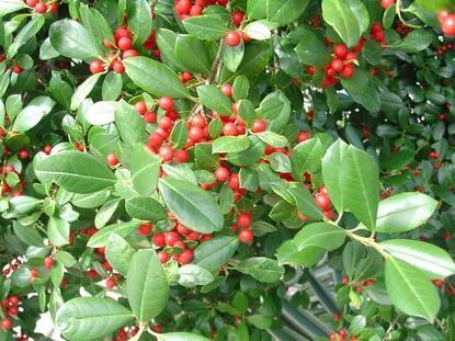 Holly, East Palatka