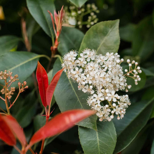Photinia, Red Tip