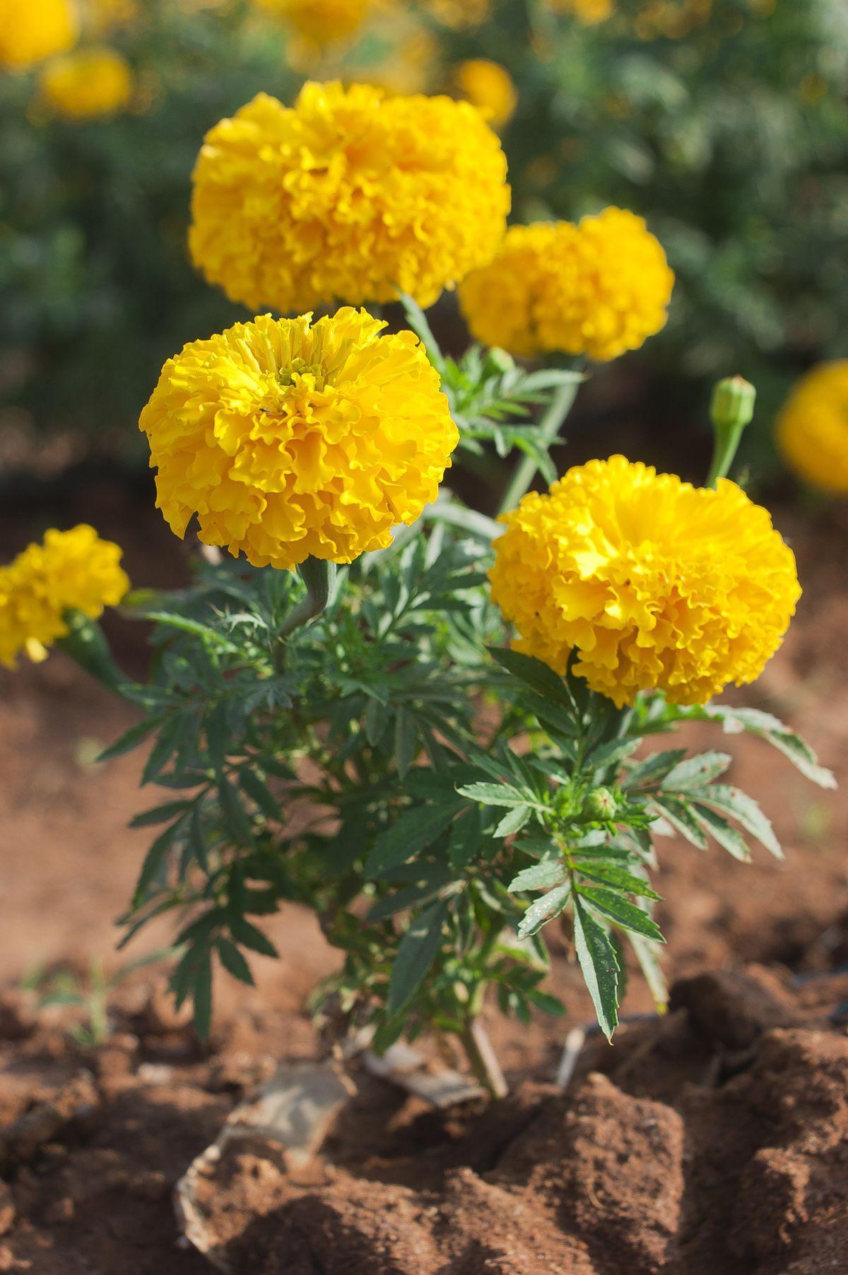 Marigolds, Variety