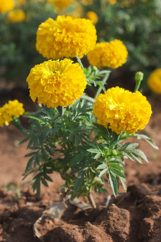 Marigolds, Variety