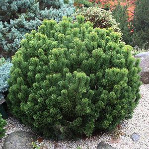 Pine, Mugo Pumilio