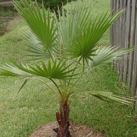 Palm, Mexican Fan