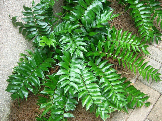 Fern, Japanese Holly