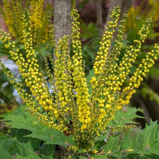 Mahonia, Media Charity
