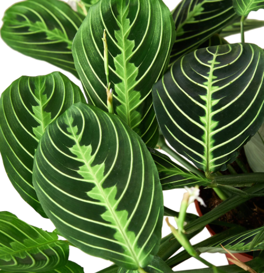 Maranta, Lemon Lime