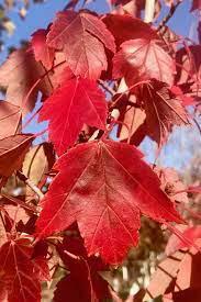Maple, Sun Valley Red