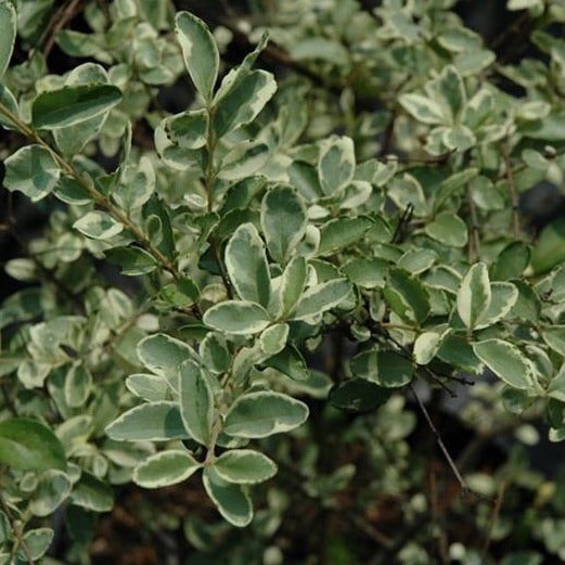 Ligustrum, Variegated Privet