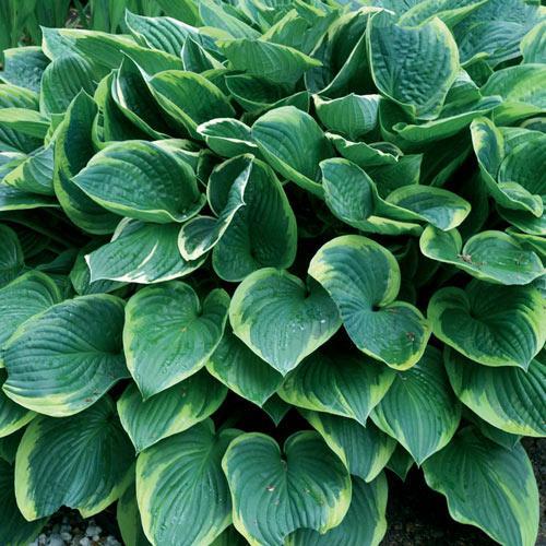 Hosta