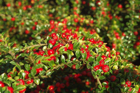 Cotoneaster
