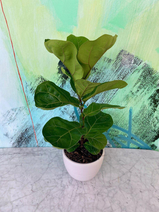 Ficus, Little Sunshine