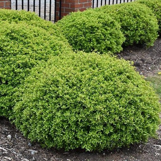 Holly, Dwarf Yaupon