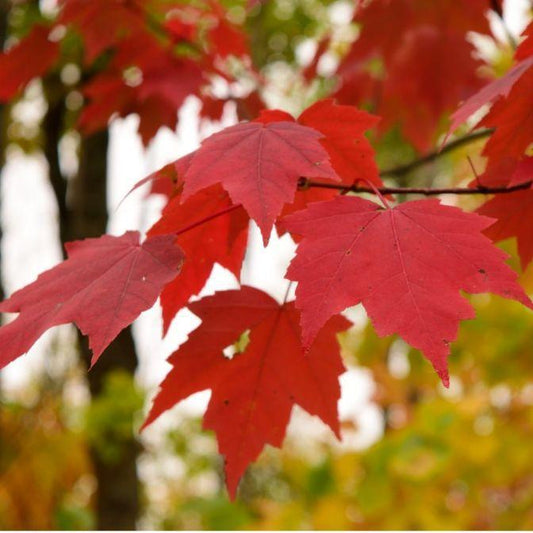 Maple, Red
