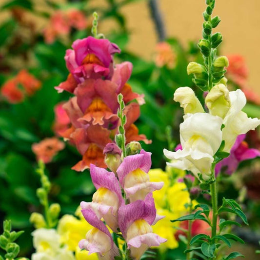 Snapdragon