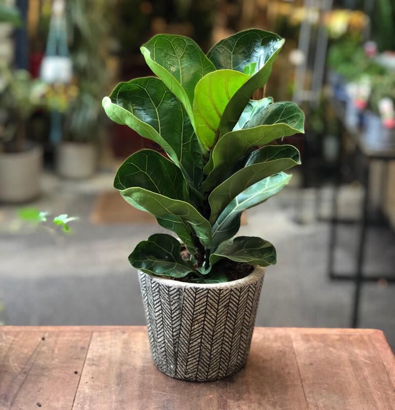 Ficus, Lyrata Bambino (Fiddle Leaf Fig)