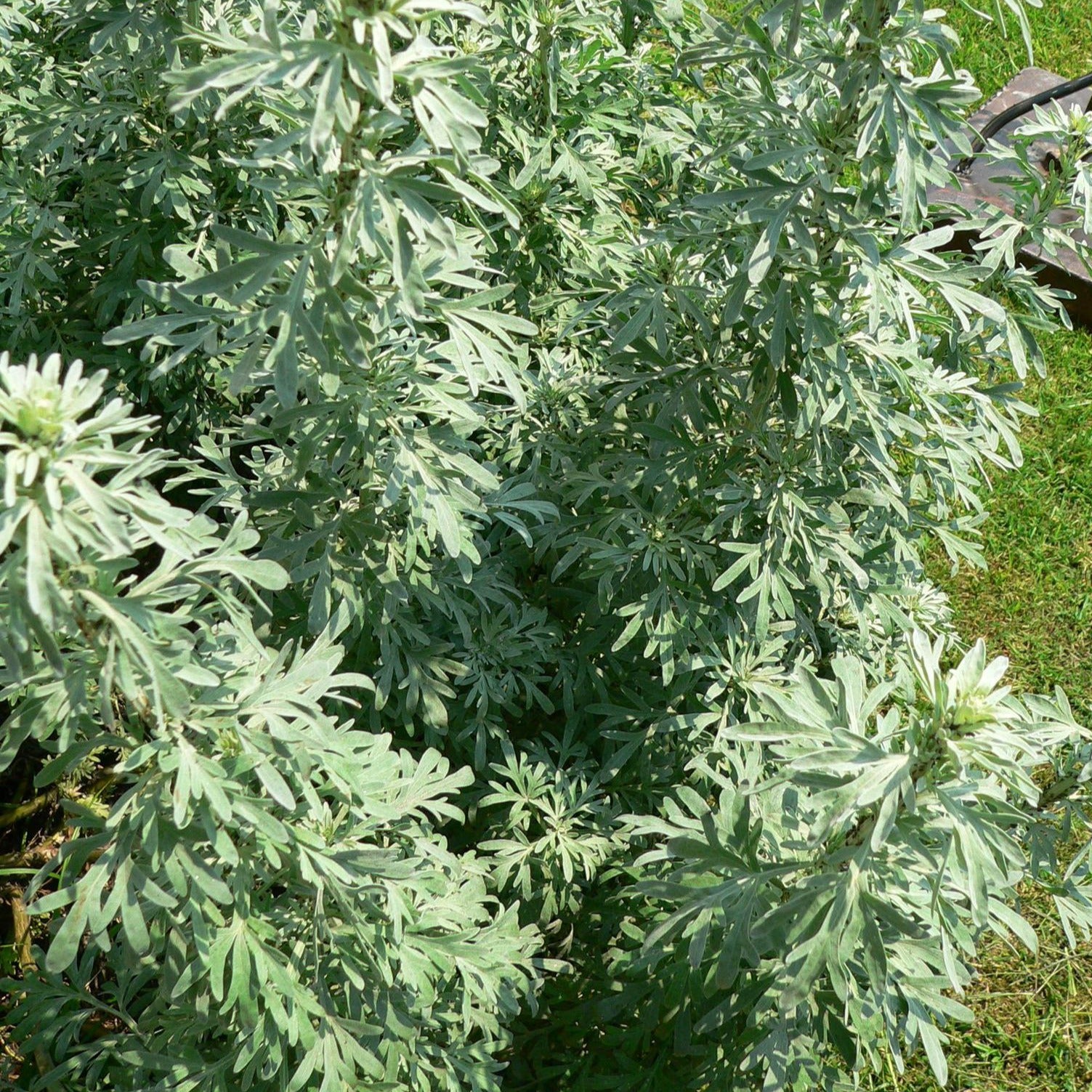Fern, Wormwood