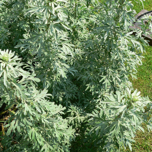 Fern, Wormwood