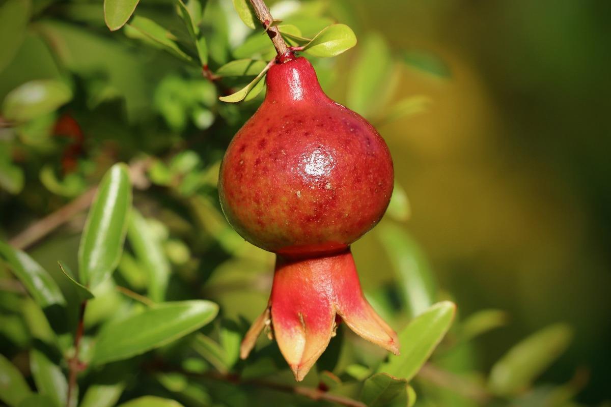Pomegranate, Fruiting
