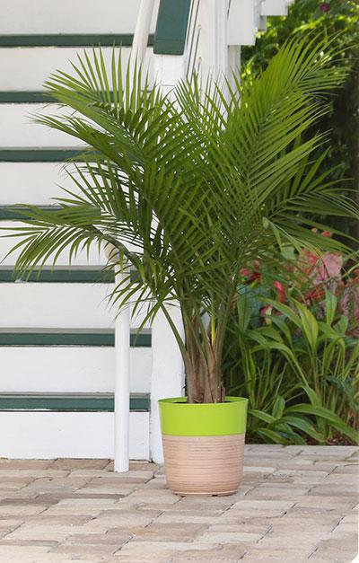 Palm, Majesty