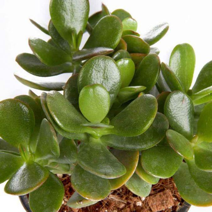 Crassula, Jade