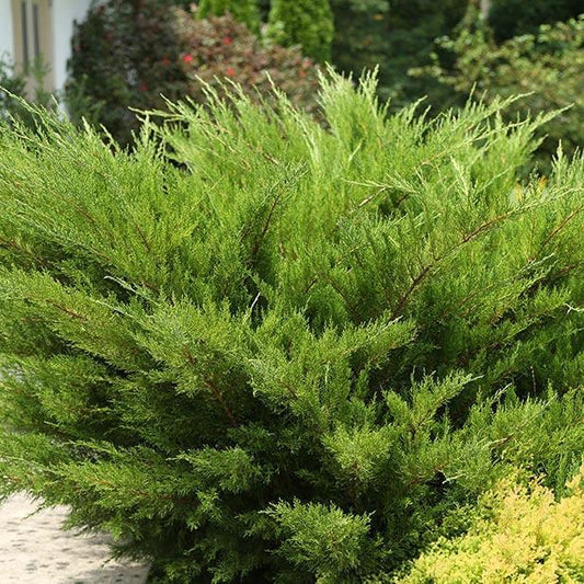 Juniper, Seagreen