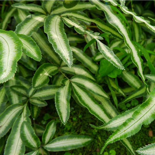 Fern-Pteris Silver Ribbon
