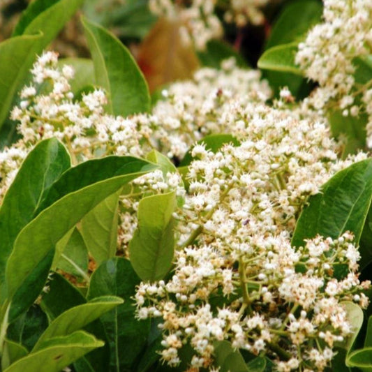 Viburnum, Sweet
