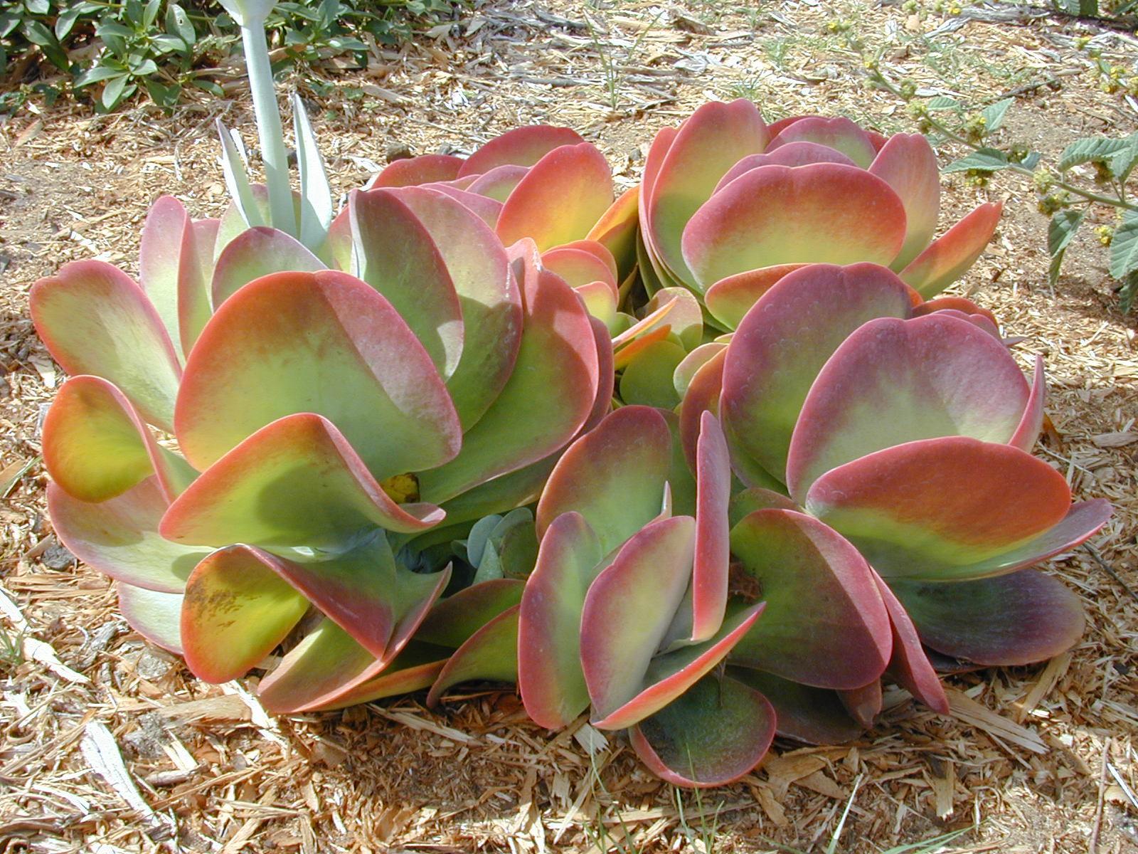 Kalanchoe, Thyrsiflora
