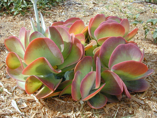 Kalanchoe, Thyrsiflora
