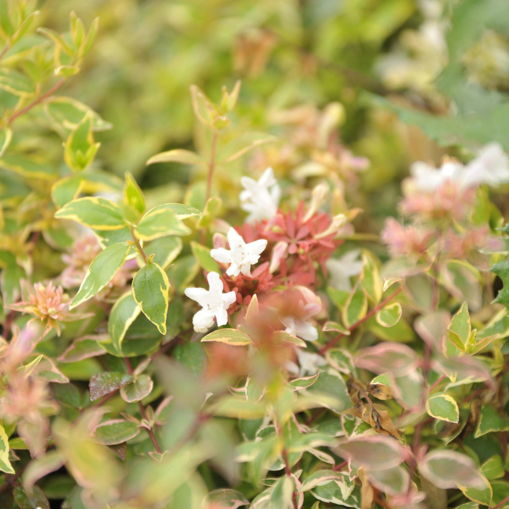 Abelia, Radiance