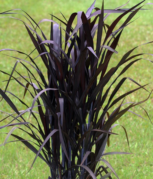 Pennisetum, First Knight