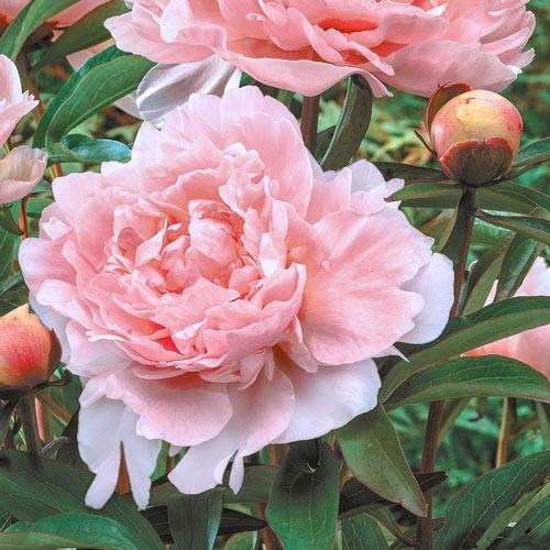 Peony